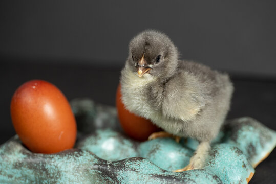 Young Maran chick with egg on teal tray isolated on gray background