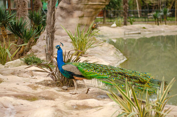 Naklejka premium peacock in the garden 