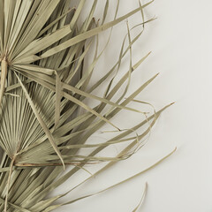 Closeup of dry tropical palm leaf isolated pattern background. Minimal floral texture composition.