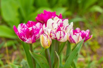 
Pink-white double tulips. Bloom. Summer in the garden. Close-up. The background. Place for an inscription.