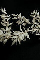 Neutral green dried plant grass branch on black background. Flat lay, top view floral design.