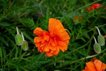 graceful red fragile poppies in the meadow, beautiful flowers for a loved one, summer atmosphere on a poppy field