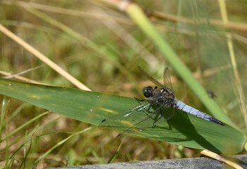 Dragonfly in the nature. Dragonfly in the nature habitat