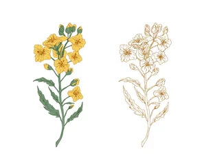 Gelbe Rapsblumen und Skizze des Rapszweigs. Zwei Zweige von Rapspflanzen mit Raps- oder Senfknospen. Gezeichnete konturierte florale Elemente. Botanische Vektorillustration lokalisiert auf weißem Hintergrund © Good Studio