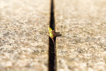 Plant Sprout Growing Between Concrete Slabs
