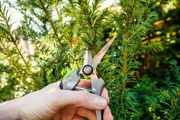 Plant Pruning Shears Cutting Branch