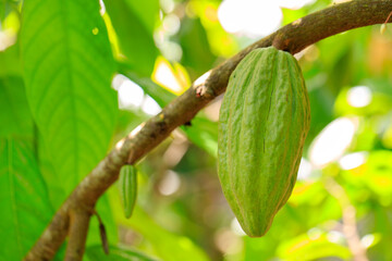 Cacao Tree (Theobroma cacao). Organic cocoa fruit pods in nature.