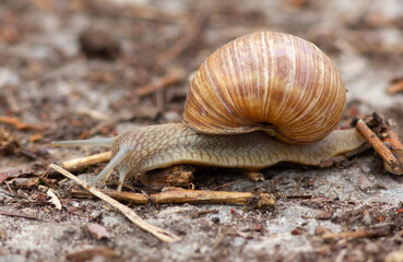 Snail crawling on the ground