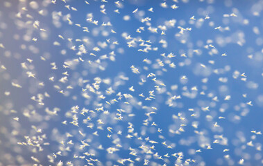 Midge swarm on sun background