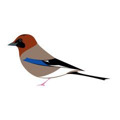illustration of Jay bird