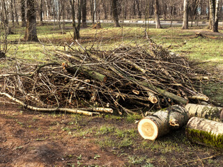 felled trees on the street in spring