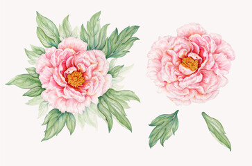 botanic realistic watercolor hand drawn illustration of peony (Paeonia) with flowers and leaves isolated on white