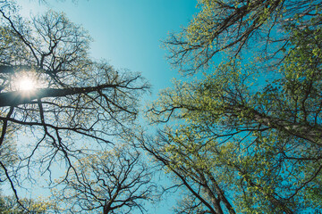 green trees in spring forest