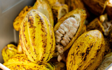Cocoa beans and cocoa pod on a wooden surface.