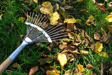rake removes autumn leaves from the lawn