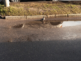 pigeons bathe in a puddle in spring