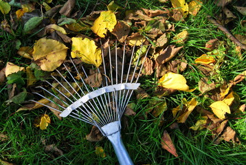 rake removes autumn leaves from the lawn