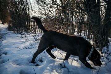 A dog that is covered in snow