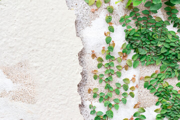 Green Creeper Plant on white wall