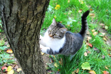 cat sharpens claws on tree bark