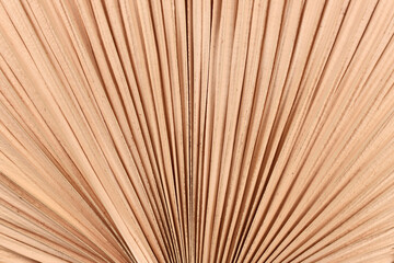 Texture background with close up of dried natural palm tree leaf © Firn
