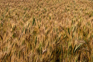 Barley fields At sunset, barley grains are used for flour, barley bread, beer, barley, whiskey, vodka, and forage. Fertilizer advertising for farmers, agricultural companies and agricultural holders.