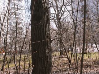 Fototapeta premium Squirrel walks between trees in spring