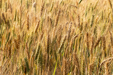 Barley fields At sunset, barley grains are used for flour, barley bread, beer, barley, whiskey, vodka, and forage. Fertilizer advertising for farmers, agricultural companies and agricultural holders.
