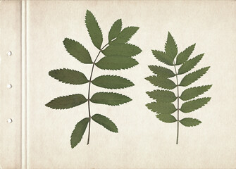 Green rowan leaves. Vintage herbarium background on old paper. Composition of pressed and dried...