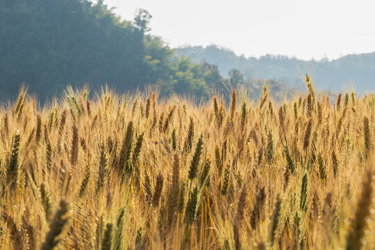 Barley fields At sunset, barley grains are used for flour, barley bread, beer, barley, whiskey, vodka, and forage. Fertilizer advertising for farmers, agricultural companies and agricultural holders.
