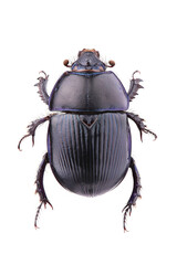 Beetle - Trypocopris vernalis isolated on white