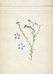 Pressed and dried herbs. Scanned image. Vintage herbarium background on old paper. Vertical composition of the grass with blue flowers on a cardboard.