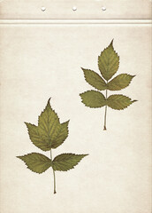 Leaves of raspberry. Herbarium. Pressed and dried herbs. Composition of the leaves on a sheet of old paper.