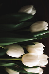 Bouquet of white tulips for March 8. Abstract floral background for International Women's Day © Наташ Сергеева