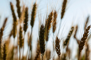 Fototapeta premium Barley fields At sunset, barley grains are used for flour, barley bread, beer, barley, whiskey, vodka, and forage. Fertilizer advertising for farmers, agricultural companies and agricultural holders.