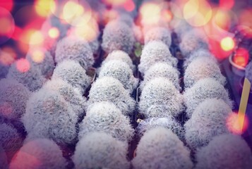 Cactus, Cactus thorns, Close up thorns of cactus, Cactus Background