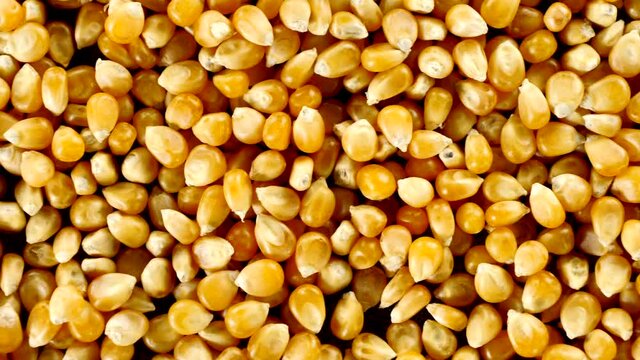 raw corn background