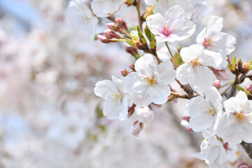桜の花
