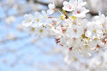 桜の花　青空

