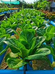 Obraz premium Hydroponics Vegetable