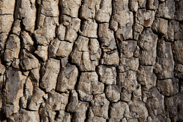 Old tree bark texture. Wood background. American persimmon tree or Diospyros virginiana