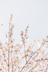 Kirschblüten im Himmel in der Sonne 