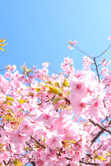 サクラ 様 さくら 春 満開 美しい かわいい 綺麗 花見 卒業 入学 