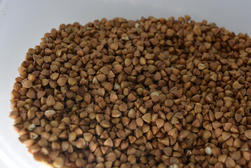 Fresh cereals, brown buckwheat risen in plastic container and white background with interesting lighting. 