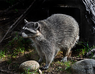 Naklejka premium Racoon on the ground near its kennel . Latin name - Procyon lotor 