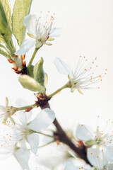 Erste Blüten im Frühling im Gegenlicht 