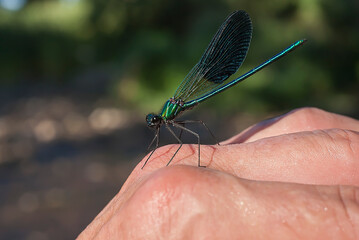 
Devil's horse perched in my hand