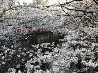 川の桜