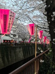 Obraz premium 桜祭り