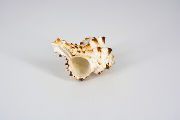 Beautiful sea, ocean white shell with brown stains located on a white background. 